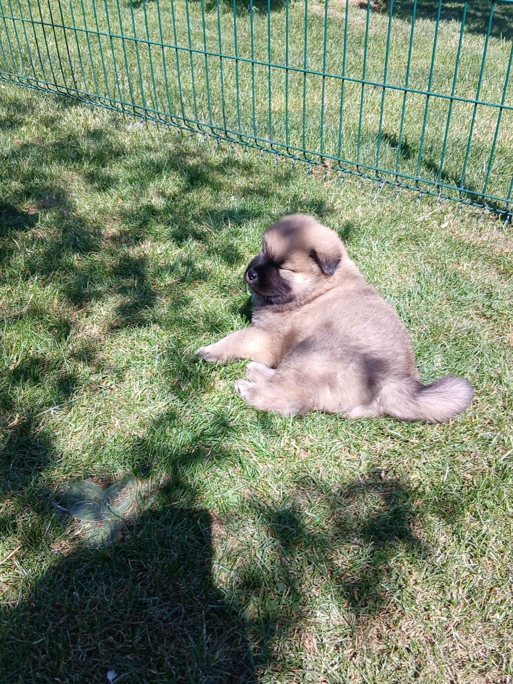 L'Elevage Du Prince - Chiots disponibles - Eurasier