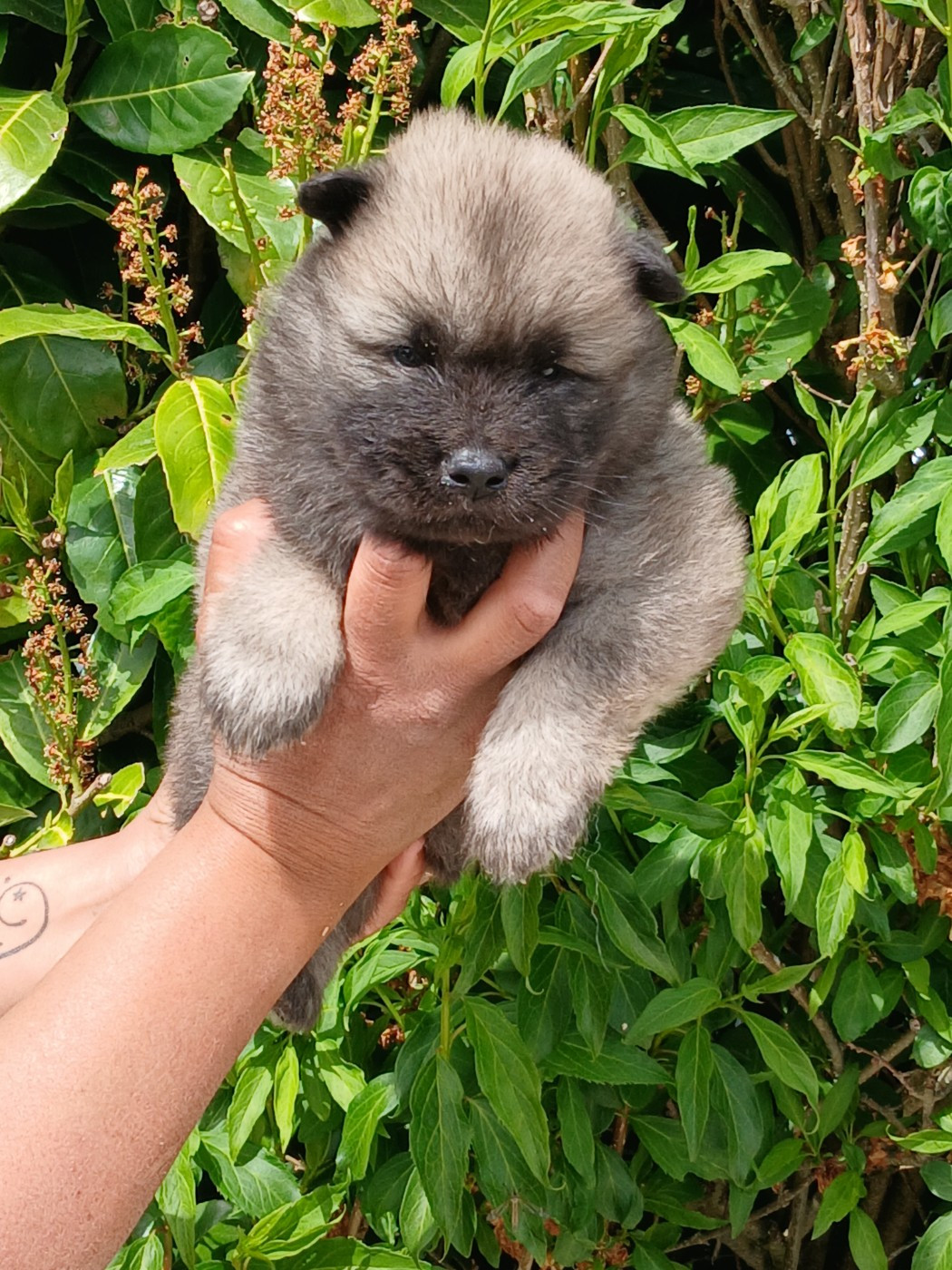 L'Elevage Du Prince - Chiots disponibles - Eurasier