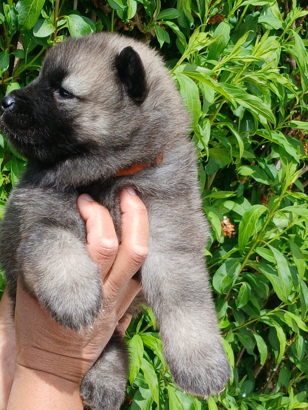 L'Elevage Du Prince - Chiots disponibles - Eurasier