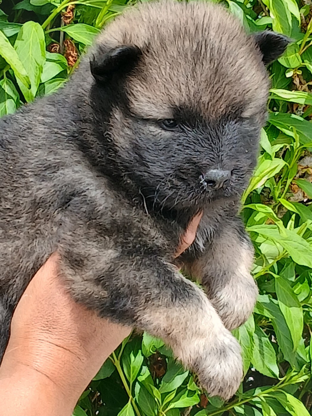 L'Elevage Du Prince - Chiots disponibles - Eurasier