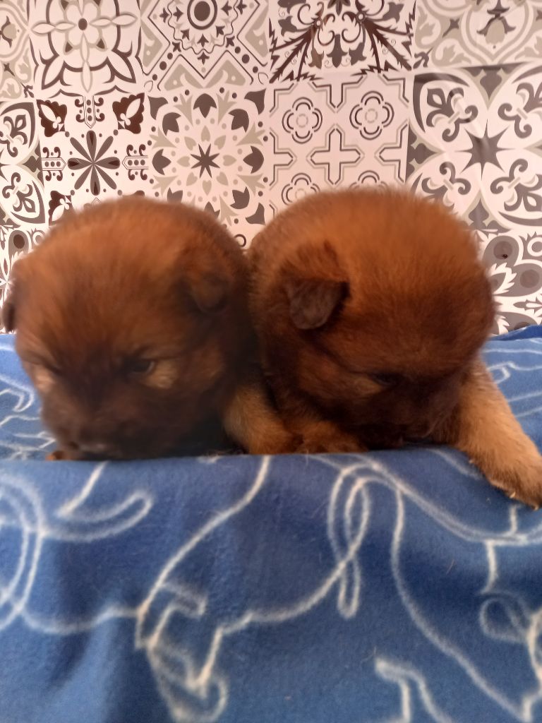 L'Elevage Du Prince - Chiots disponibles - Eurasier