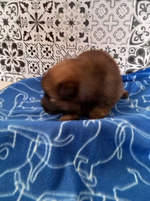 Asko