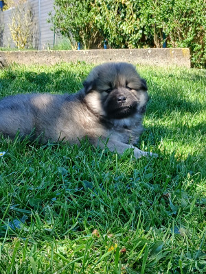 Bella