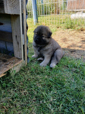 CHIOT 2