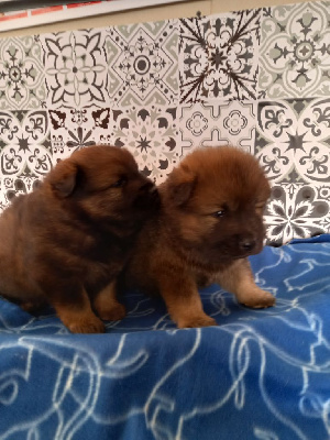 CHIOT 2