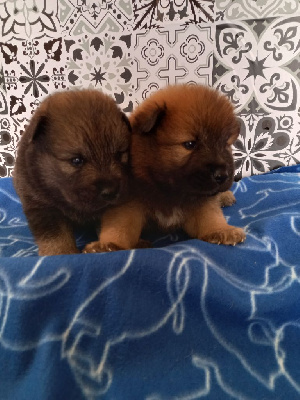 CHIOT 5