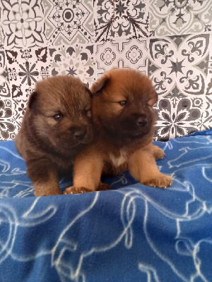 CHIOT 4
