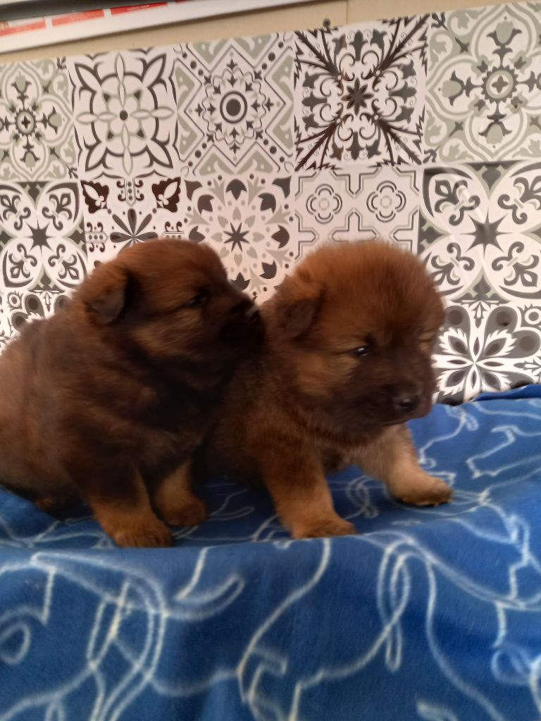 L'Elevage Du Prince - Chiots disponibles - Eurasier