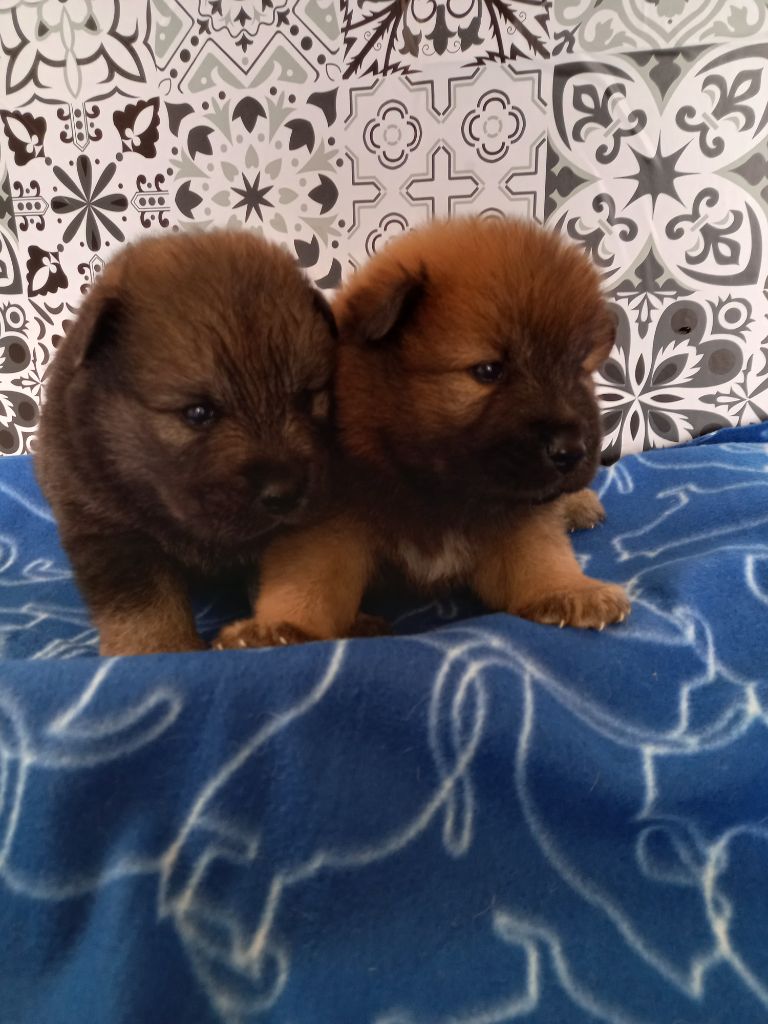 L'Elevage Du Prince - Chiots disponibles - Eurasier