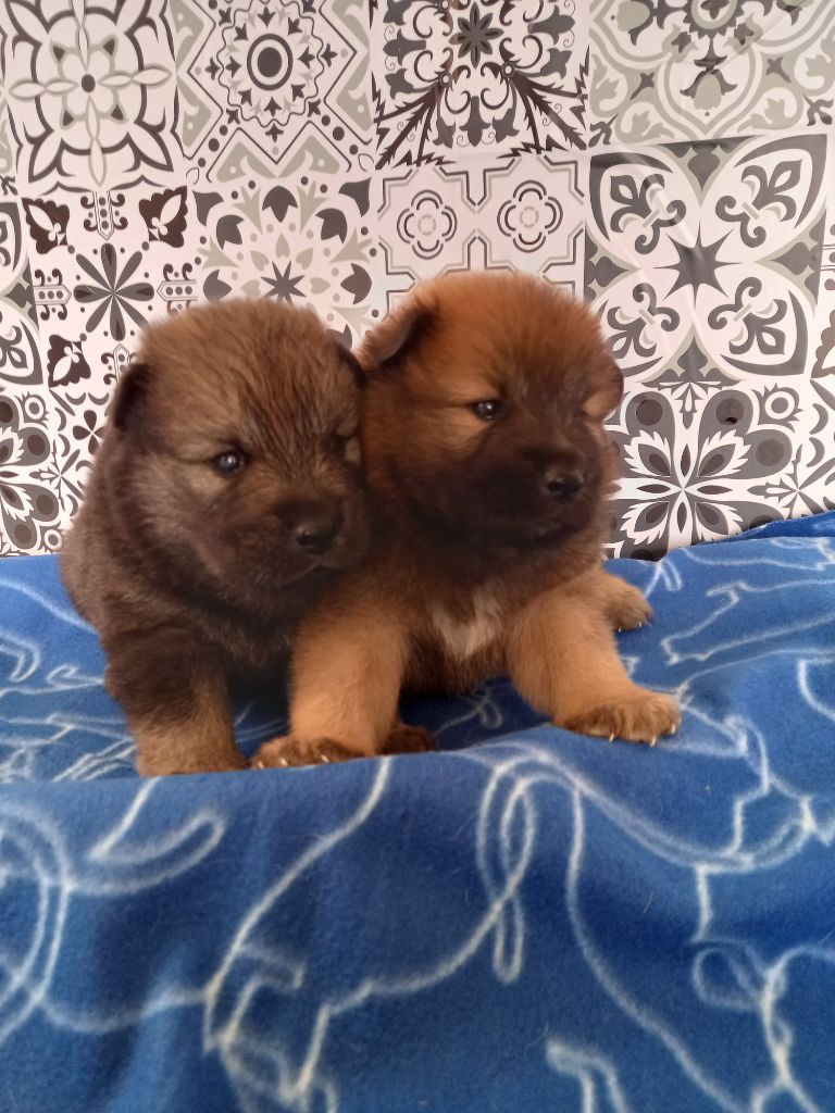 L'Elevage Du Prince - Chiots disponibles - Eurasier